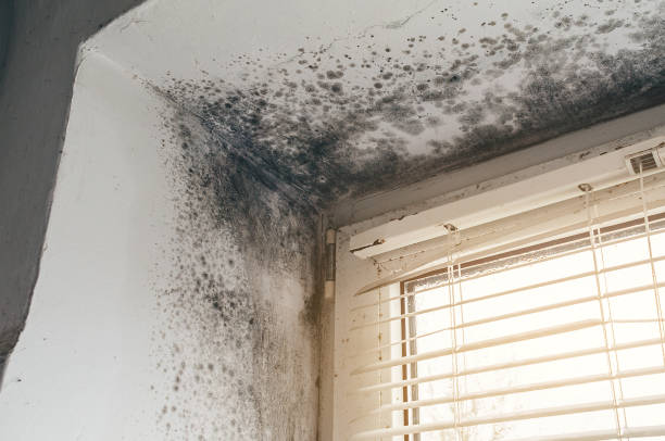Affordable Mold Cleanup solutions in Johnstown, CO